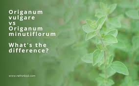 Image result for Origanum