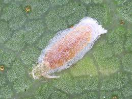 ご近所の小さな生き物たち - ココログ