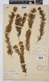 Image result for Clutia hirsuta