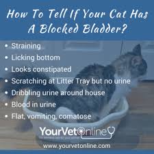 When Your Cat Is Straining To Urinate What To Do If Your Cat Has A Blocked Bladder Your Vet Online In 2020 Bladder Cats Emergency Vet