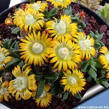 Image result for Nananthus vittatus