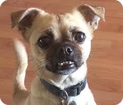 Check spelling or type a new query. Miami Fl Pug Chihuahua Mix Meet Bayley A Dog For Adoption Chihuahua Pug Mix Chihuahua Pug Mix Chugs Adopt Me Dog