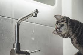 More than four million users were affected. Why Klang Valley Always No Water Ah We Try To Find Out News Rojak Daily