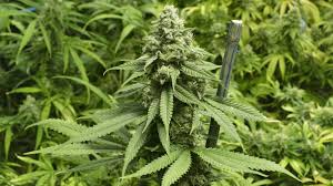 Vape oils typically offer cbd in its purest form. Vaping Marijuana 101 Ultimate Guide For Vaping Weed Edition Vapor Vanity
