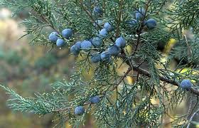 Maybe you would like to learn more about one of these? Juniper Essential Oil Uses And Benefits