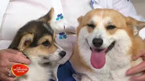 Ankc 5100056786 beautiful french bulldog puppies for sale looking for their new loving homes. Welsh Corgis What Potential Owners Need To Know About The Much Loved Breed The Morning Show