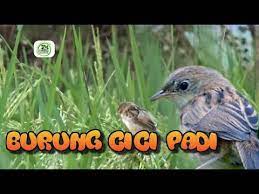 Suara cici merah betina ribut. Suara Burung Cici Padi Untuk Pikat Youtube