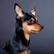 The chihuahua doberman mix is a mixed breed dog resulting from breeding the chihuahua and the doberman. 15 Chihuahua Mixed Breeds Pint Sized Cuties To Cuddle With Miniature Pinscher Dog Chihuahua Mix Mixed Breed Dogs