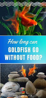 How Long Can Goldfish Go Without Food Goldfish Food Fresh Water Fish Tank Goldfish