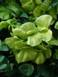 We did not find results for: Yellow Butterfly Vine Yellow Orchid Vine Mascagnia Butterfly Pea Vine Gallinita Butterfly Plants Almost Eden