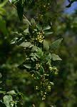 Image result for Searsia acuminatissima