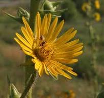 Compass Plant (Silphium laciniatum)
