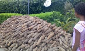 Executive Summary Of Yam Business Plan In Nigeria