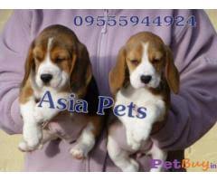 We did not find results for: Dogs Beagle Buy Or Adopt Pets In Chennai Pup Price In India Petbuy In