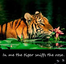 In Me The Tiger Sniffs The Rose Poem Siegfriedsassoon Tiger Rose Animals