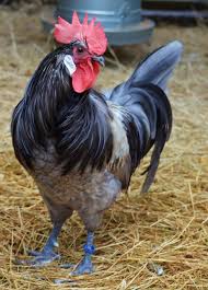 Bird With Blue Feet 80547ffe8a6a3263cdbfe849993b1ae9 Jpg 691 960 Fancy Chickens Chickens Backyard Chickens And Roosters