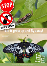 Most years from oct to may. Butterflies Of The Sunshine Coast Publications Facebook