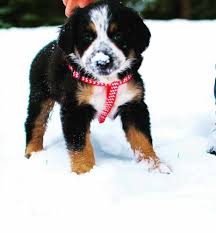 Visit www.lancasterpuppies.com for more informationmusic. 57 Berner Sennenhund Mischlingsrassen Hunde Zentrale