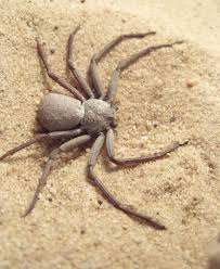 Black And Yellow Spider Texas Poisonous Six Eyed Sand Spider In 2020 Spider Poisonous Spiders Arachnids