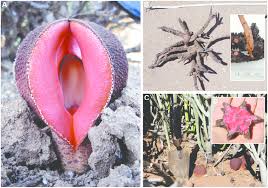 Image result for Hydnora