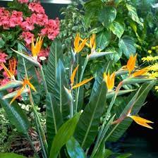 Plants That Are Easy To Grow Ideal Home Birds Of Paradise Plant Tropical Landscaping Birds Of Paradise