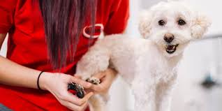 If you have a small dog, hold your dog in your lap or place them on a steady surface. How To Cut Your Dog S Nails In The Safest Way Possible