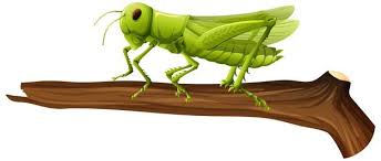 If you are using a rhino version lower than 6. Free Vector Close Up Of Grasshopper On A Branch On White Background