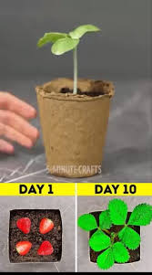 Must Know Garden Hacks Video Plants Vegetable Garden Diy Home Vegetable Garden