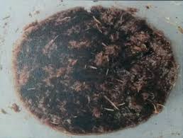 Biodegradation of Lignocellulosic Material