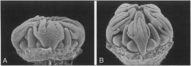 Image result for Anisophylleaceae