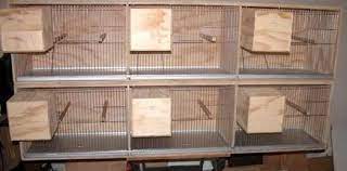 Sangkar dari bahan paralon bekas ini tidak cukup untuk 1 sangkar. Cara Membuat Kandang Lovebird Dari Kayu Dengan Mudah