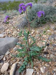 Image result for Ficalhoa