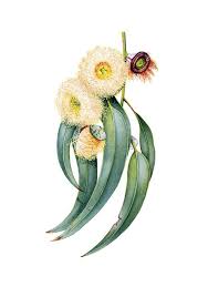 Image Result For Australian Flora Drawings Botanical Painting Botanical Illustration Botanical Art