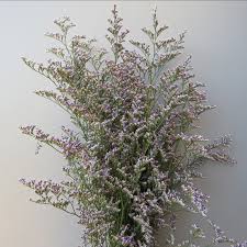 Image result for Limonium