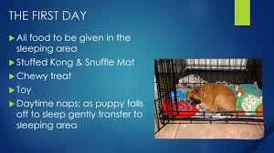 While your new puppy's sleep schedule might not (yet) be in sync with yours, there are still plenty of things you can do to help both of you get as much sleep as possible. Puppy Sleeping Through The Night Youtube