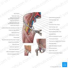 Groin pain and swelling might be a red flag for men and possibly suggest various conditions such as swollen lymph nodes in the groin area or a hernia. Male Groin Anatomy Anatomy Drawing Diagram