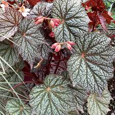 Image result for Begonia rubronervata