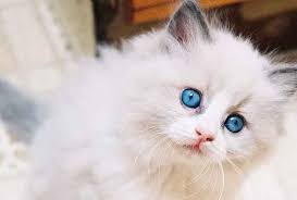 We did not find results for: Nama Kucing Betina Putih Mata Biru 81021 Nama Untuk Kucing Comel Lucu Dan Unik