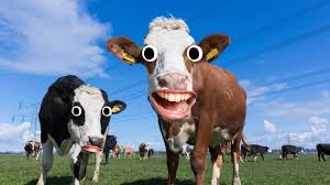 We have dad jokes , cow jokes , and much more! Farmer Jokes Funny Farmer Jokes One Liners Beano Com