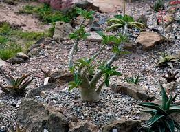 Image result for Pachypodium saundersii