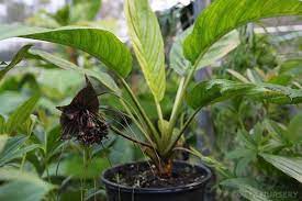 There are 387 bat flower plant for sale on etsy, and. Black Bat Plant Tacca Chantrieri Plant Profile Oxley Nursery Brisbane