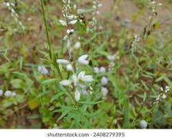 Image result for Polygala sphenoptera