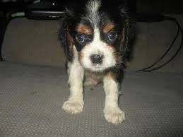 Pedigree cavalier puppies will be ready for adoption from mid november to the end of january. Tri Colored Cavalier King Charles Spaniel For Sale 8 Weeks Old For Sale In Richmond Minnesota Classified Americanlisted Com