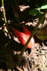 Image result for Aframomum spiroligulatum