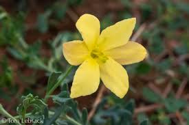 Image result for Menodora heterophylla