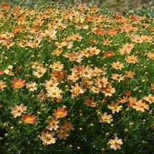 Image result for Cremaspora triflora