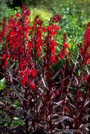 Pin Op Plants I Need Uncategorizable