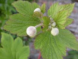 Image result for Malva verticillata