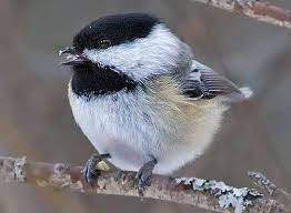 Birds of massachusetts field guide. Bird Species Black Capped Chickadee Black Capped Chickadee Chickadee Bird Species