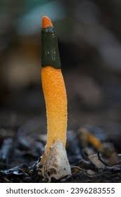 Image result for Mutinus elegans